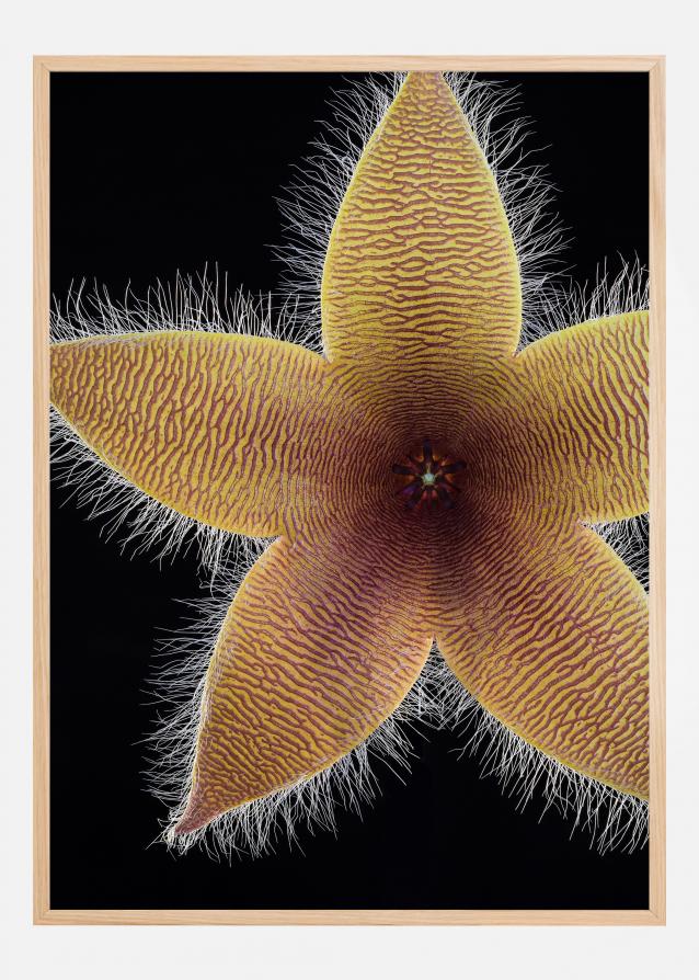 Bildverkstad Stapelia grandiflora Poster