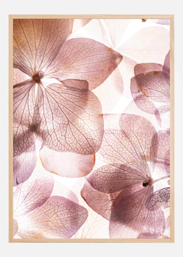 Bildverkstad Orchid Poster