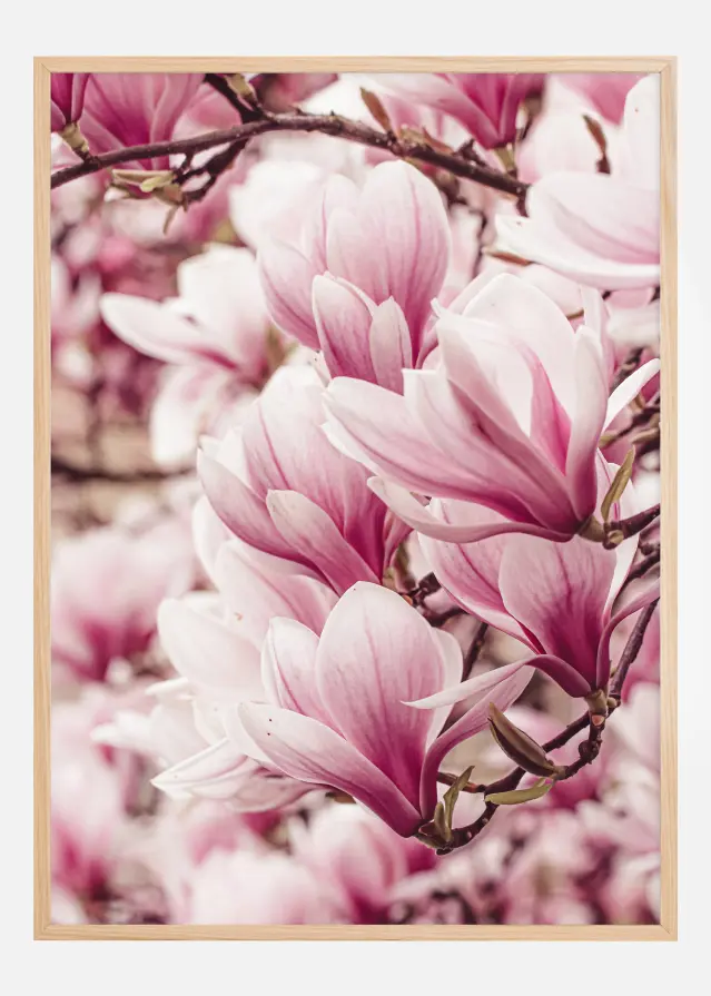 Bildverkstad Magnolia Tree Poster