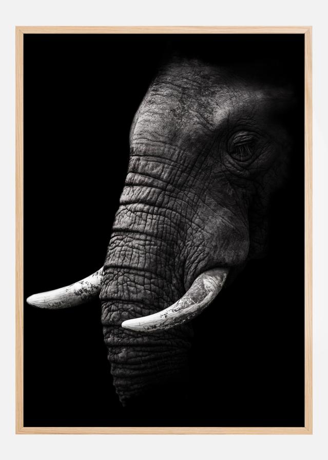 Bildverkstad Portrait Elephant Poster