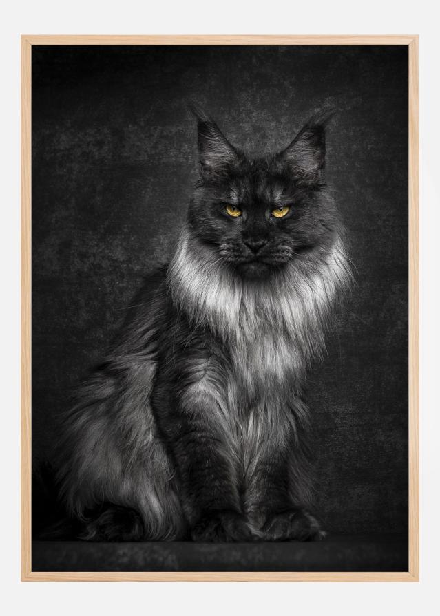 Bildverkstad Maincoon Poster