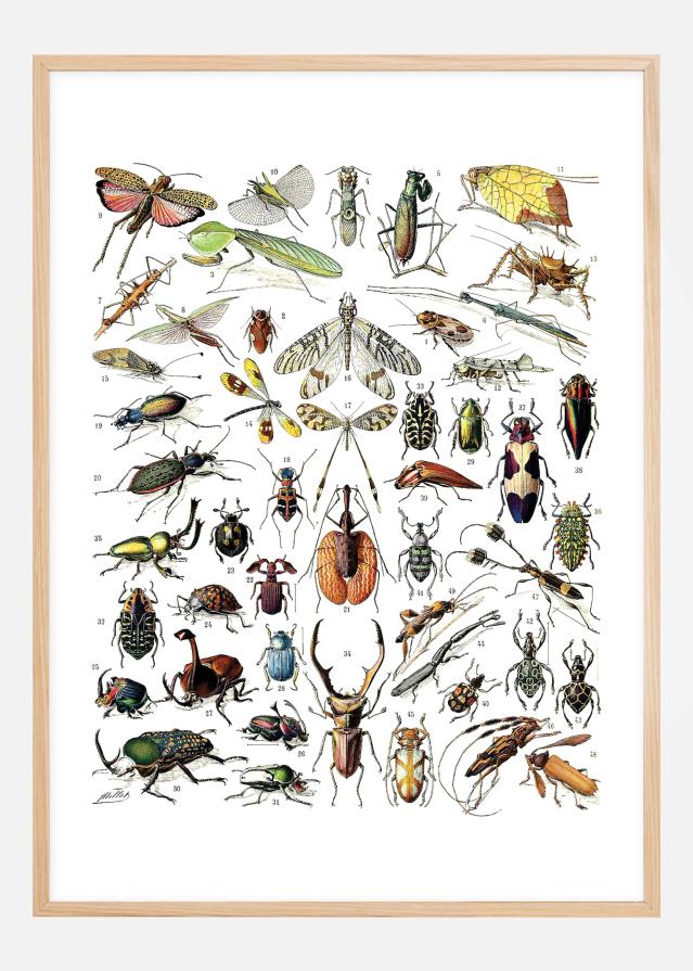 Bildverkstad Schule Insekten II Poster