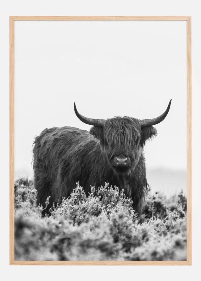 Bildverkstad Highlander BW Poster