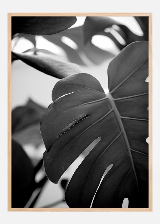 Bildverkstad Monstera in Black and White ll Poster