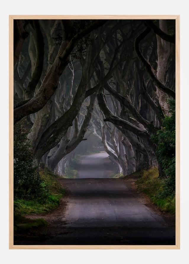 Bildverkstad The Dark Hedges Magic road Poster