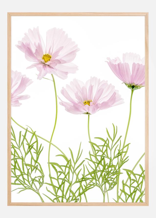 Bildverkstad Cosmos Cupcake Poster