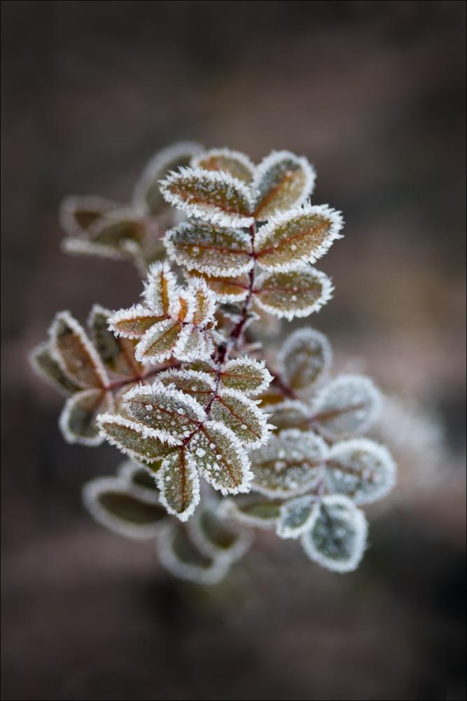 Bildverkstad Frosty rose petals Poster