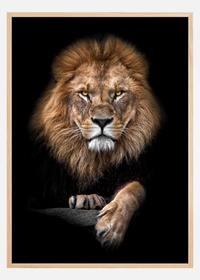 Bildverkstad Focused Lion Color Poster