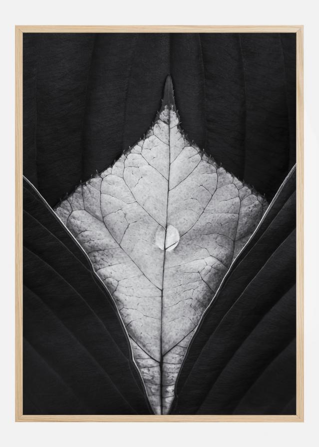 Bildverkstad Waterdrop Leaves Poster